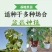 【带土带叶发货】葡萄树苗盆栽地阳台栽庭院南北方种植当年结