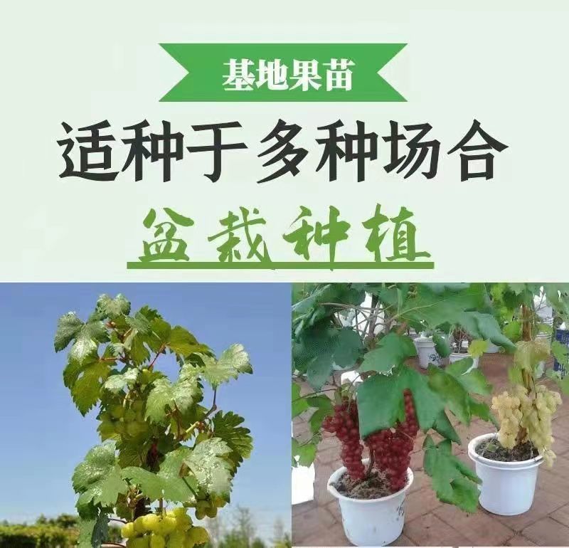 【带土带叶发货】葡萄树苗盆栽地阳台栽庭院南北方种植当年结