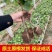 【带土带叶发货】葡萄树苗盆栽地阳台栽庭院南北方种植当年结