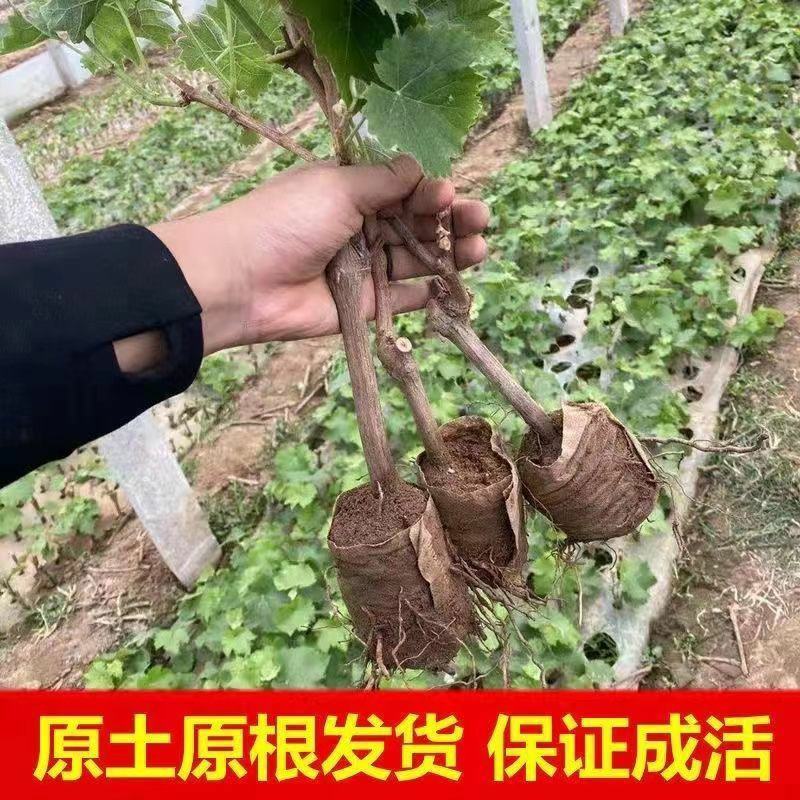 【带土带叶发货】葡萄树苗盆栽地阳台栽庭院南北方种植当年结