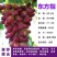 【带土带叶发货】葡萄树苗盆栽地阳台栽庭院南北方种植当年结