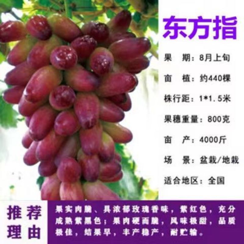 【带土带叶发货】葡萄树苗盆栽地阳台栽庭院南北方种植当年结
