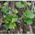 【带土带叶发货】葡萄树苗盆栽地阳台栽庭院南北方种植当年结