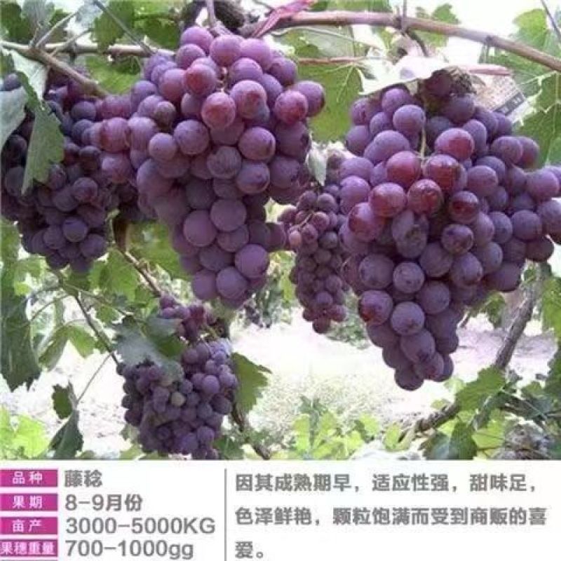 【带土带叶发货】葡萄树苗盆栽地阳台栽庭院南北方种植当年结