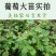 【带土带叶发货】葡萄树苗盆栽地阳台栽庭院南北方种植当年结