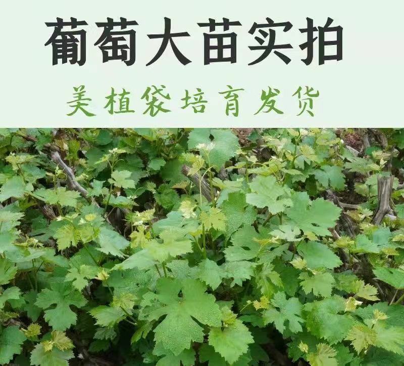 【带土带叶发货】葡萄树苗盆栽地阳台栽庭院南北方种植当年结