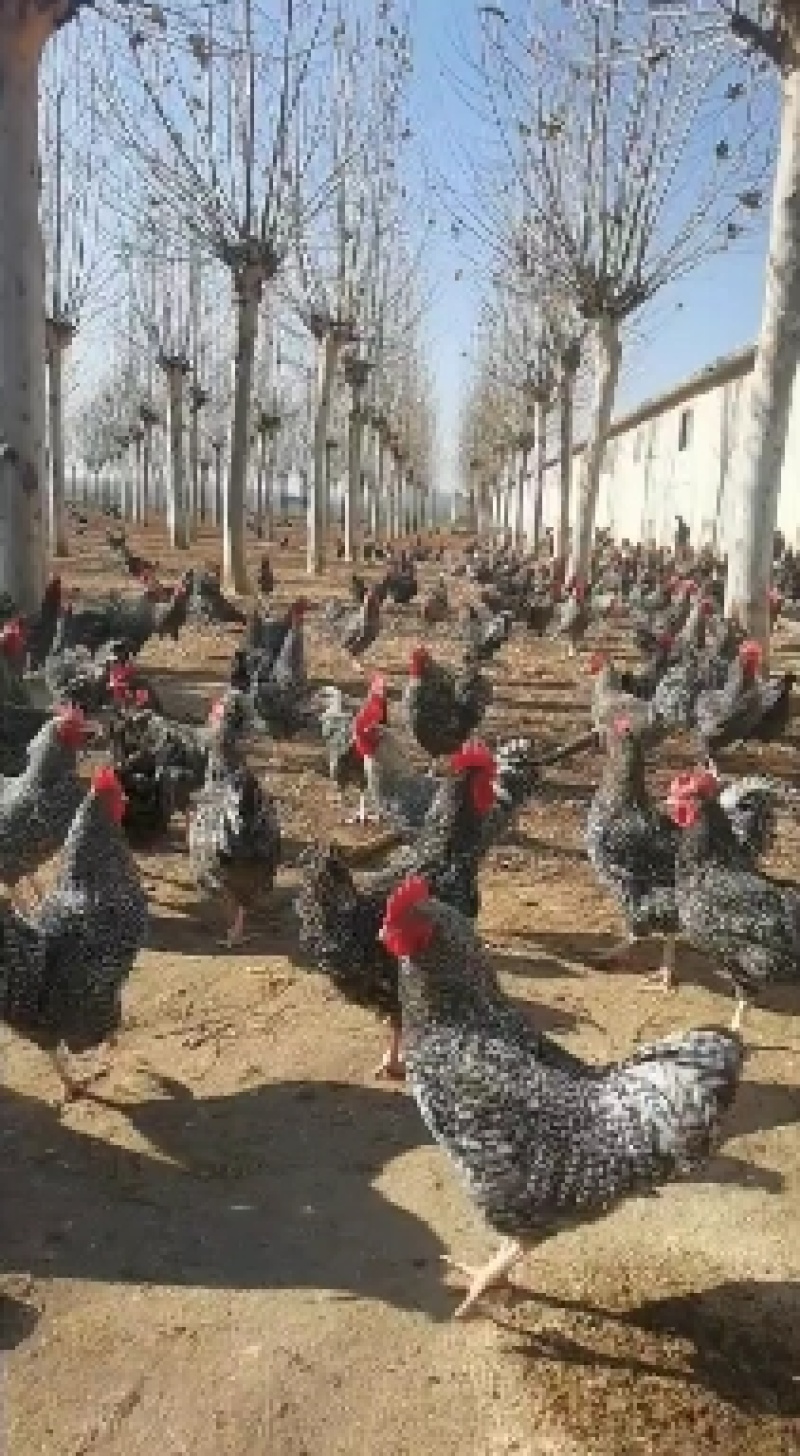 芦花鸡苗批发现货供应脱温芦花鸡厂家直销