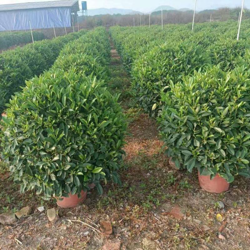 非洲茉莉球基地批发，货真价实，一手货源
