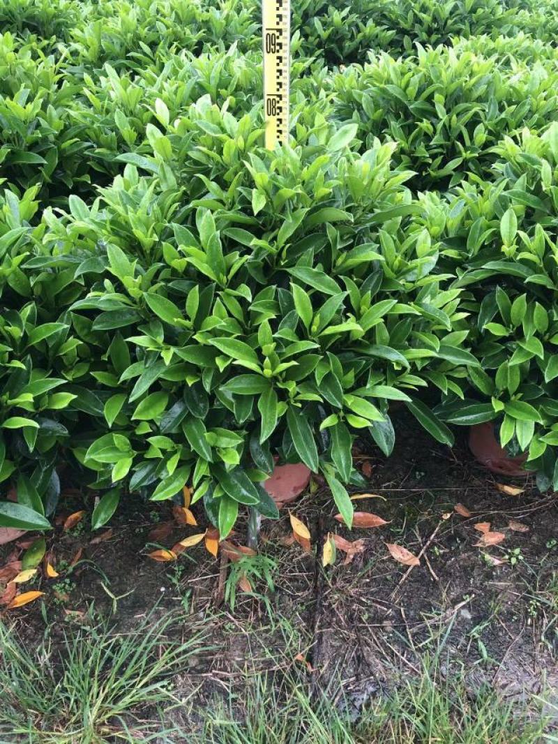 非洲茉莉球基地批发，货真价实，一手货源