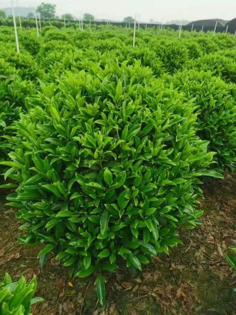 非洲茉莉球基地批发，货真价实，一手货源