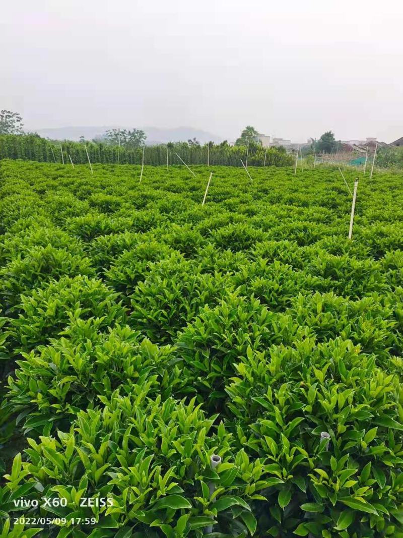 非洲茉莉球基地批发，货真价实，一手货源