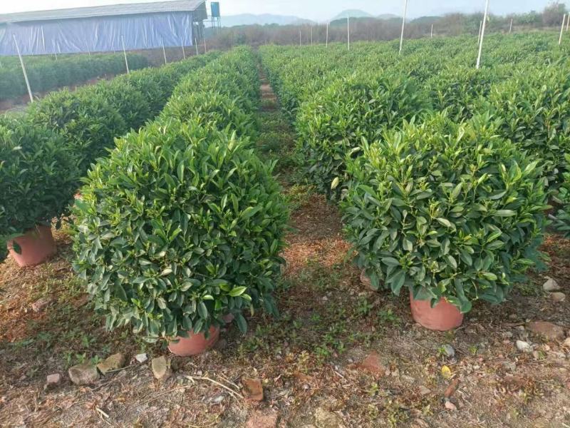 非洲茉莉球基地批发，货真价实，一手货源