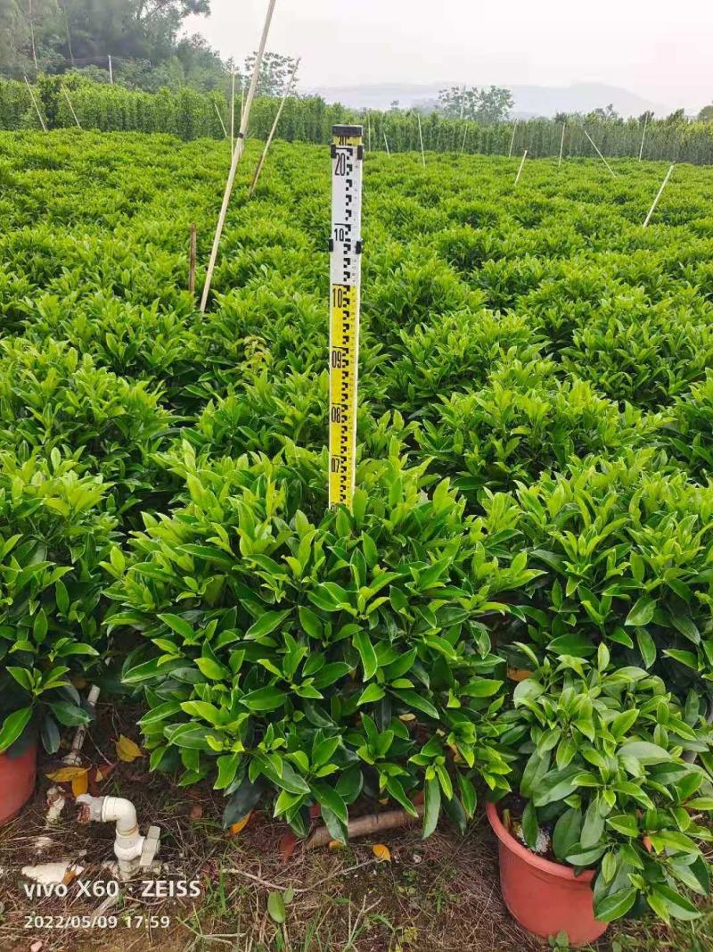 非洲茉莉球基地批发，货真价实，一手货源