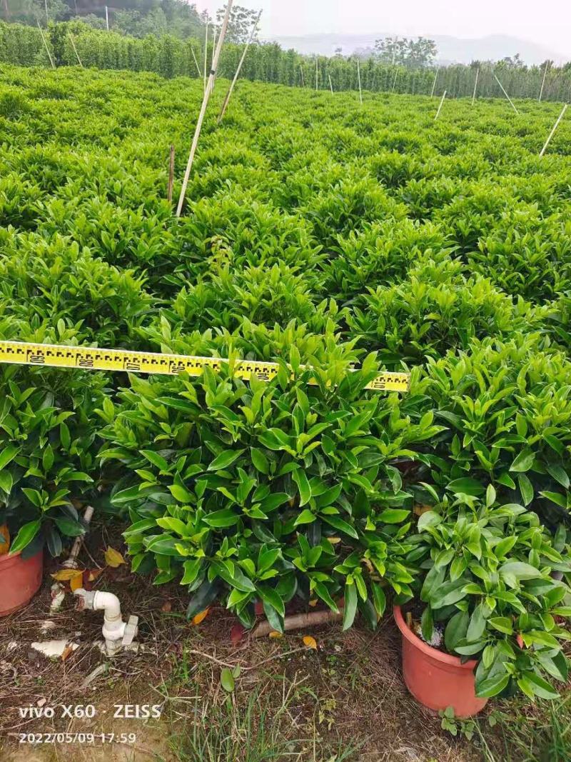 非洲茉莉球基地批发，货真价实，一手货源