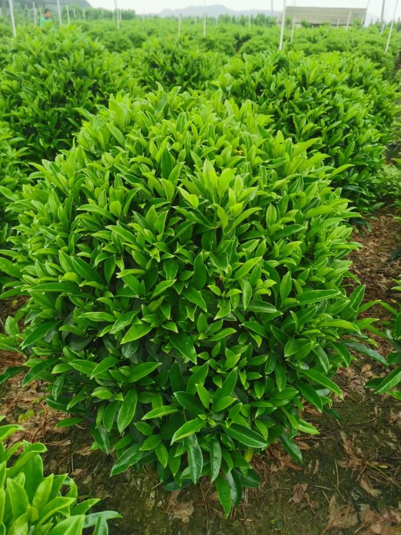 非洲茉莉球基地批发，货真价实，一手货源