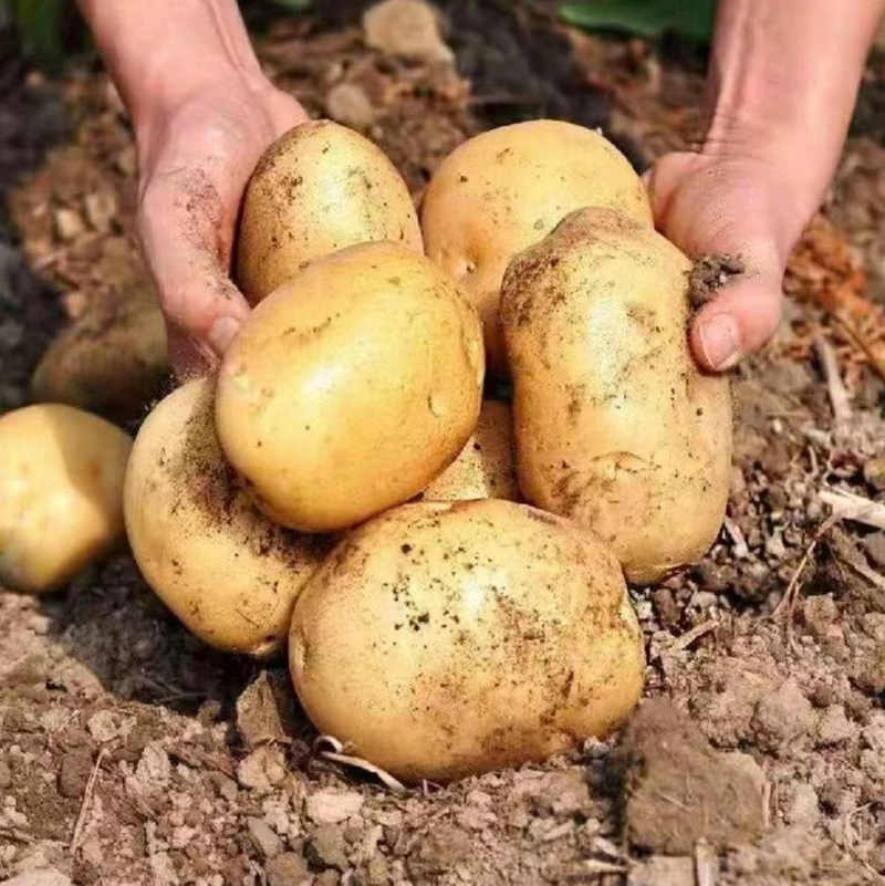精品高山黄心土豆大量上市基地直供产地直发保证品质