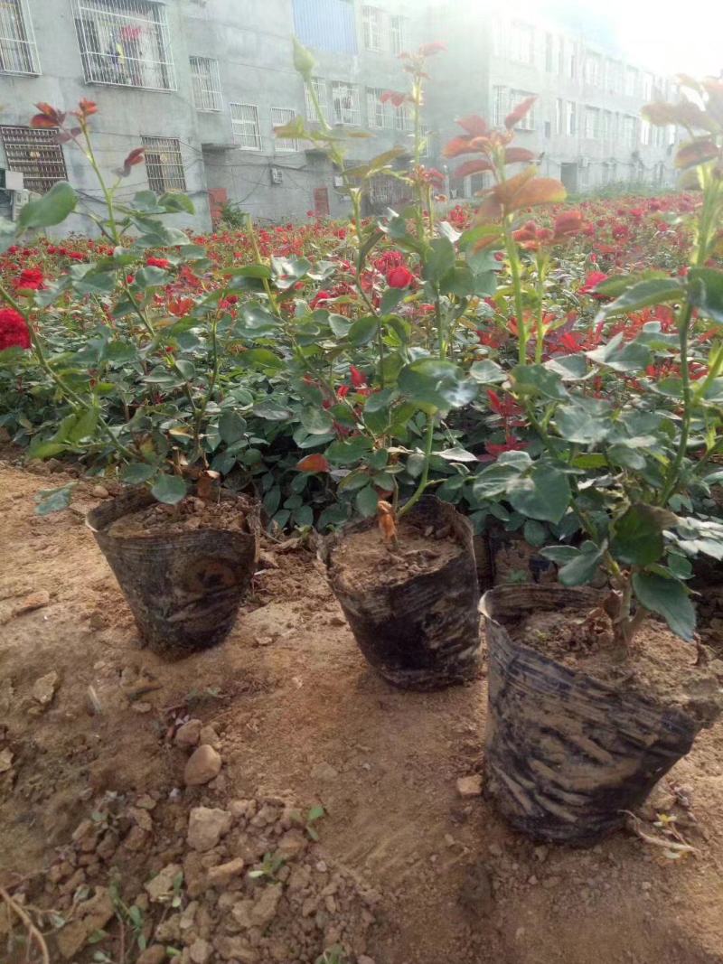 月季苗，各种规格月季杯苗，大花月季，丰花月季