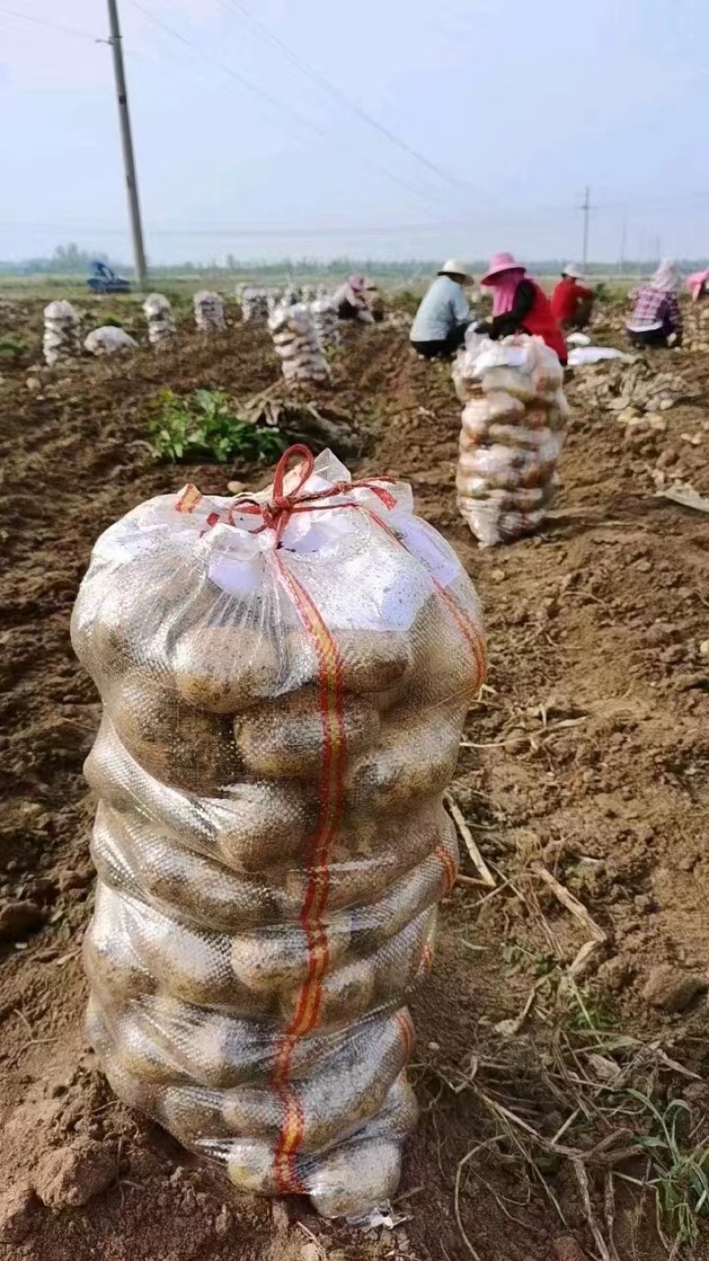 精品高山黄心土豆大量上市基地直供产地直发保证品质