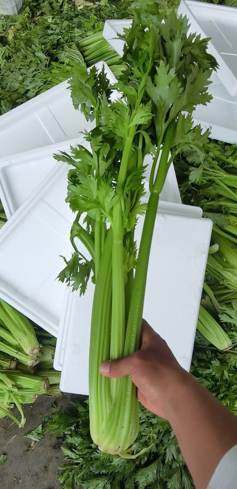 精品优质西芹，颜色亮，大量供应，产地加工，有专业打包工人