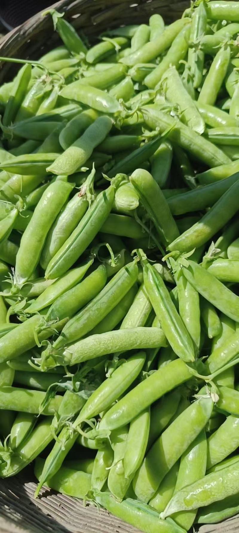 专业搬运，豌豆荚，荚长，饱满，无斑！无烂角！一手货源！