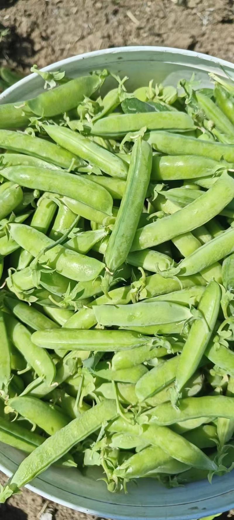 专业搬运，豌豆荚，荚长，饱满，无斑！无烂角！一手货源！