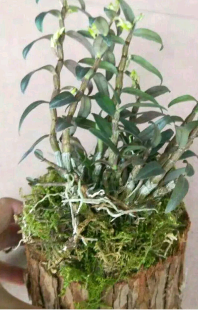铁皮石斛苗木桩盆栽雁荡山三年开花石斛苗室内外绿植花卉