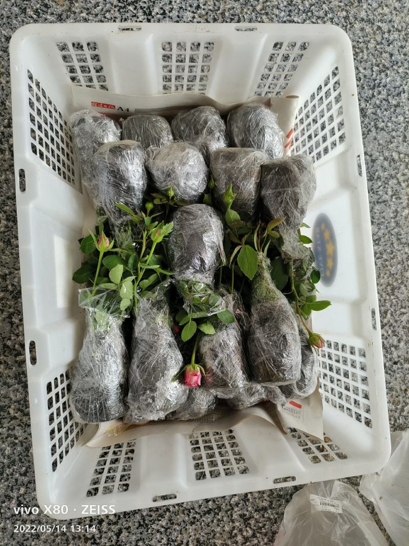 月季包邮！10颗起批！欧洲月季藤本微型月季
