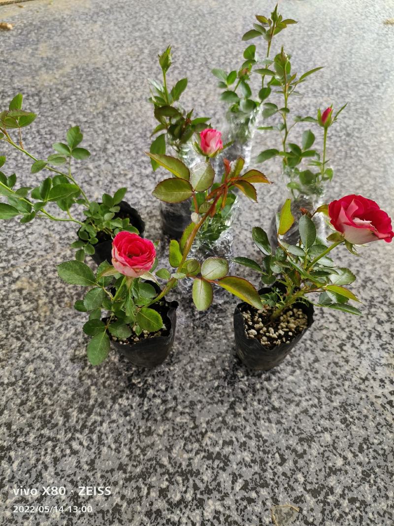 月季包邮！10颗起批！欧洲月季藤本微型月季