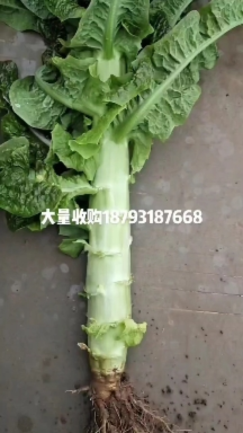 大量红笋上市
