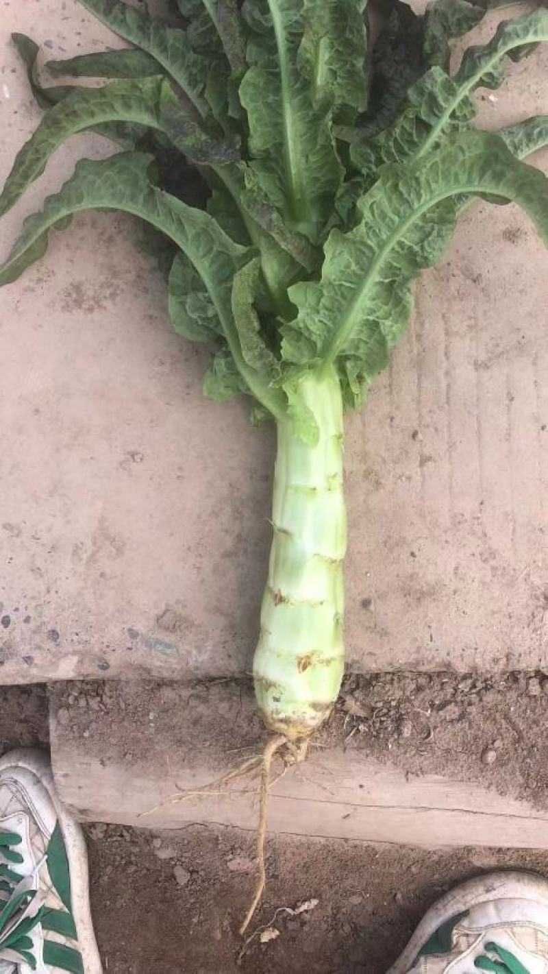 大量红笋上市