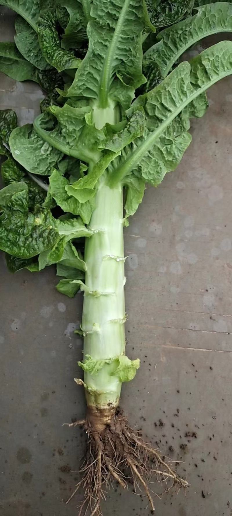 大量红笋上市