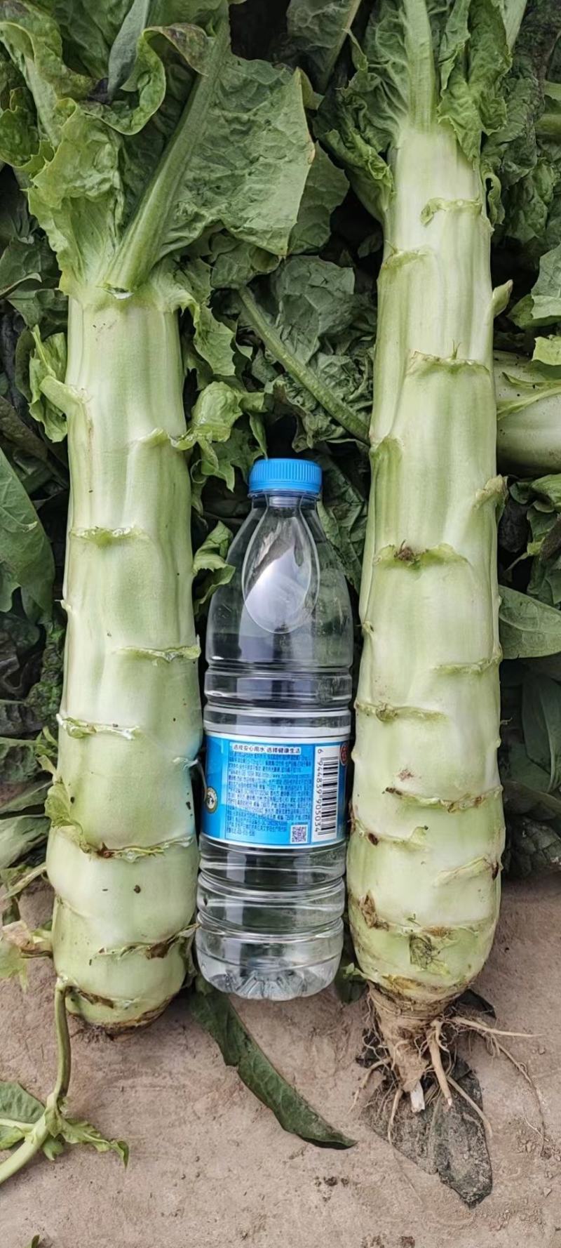 大量红笋上市
