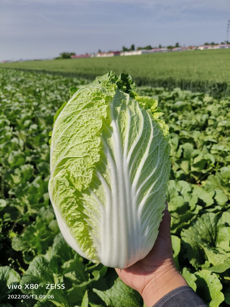 河北精品矮颗黄心大白菜，无花边，不起苔，外表绿，产地直发