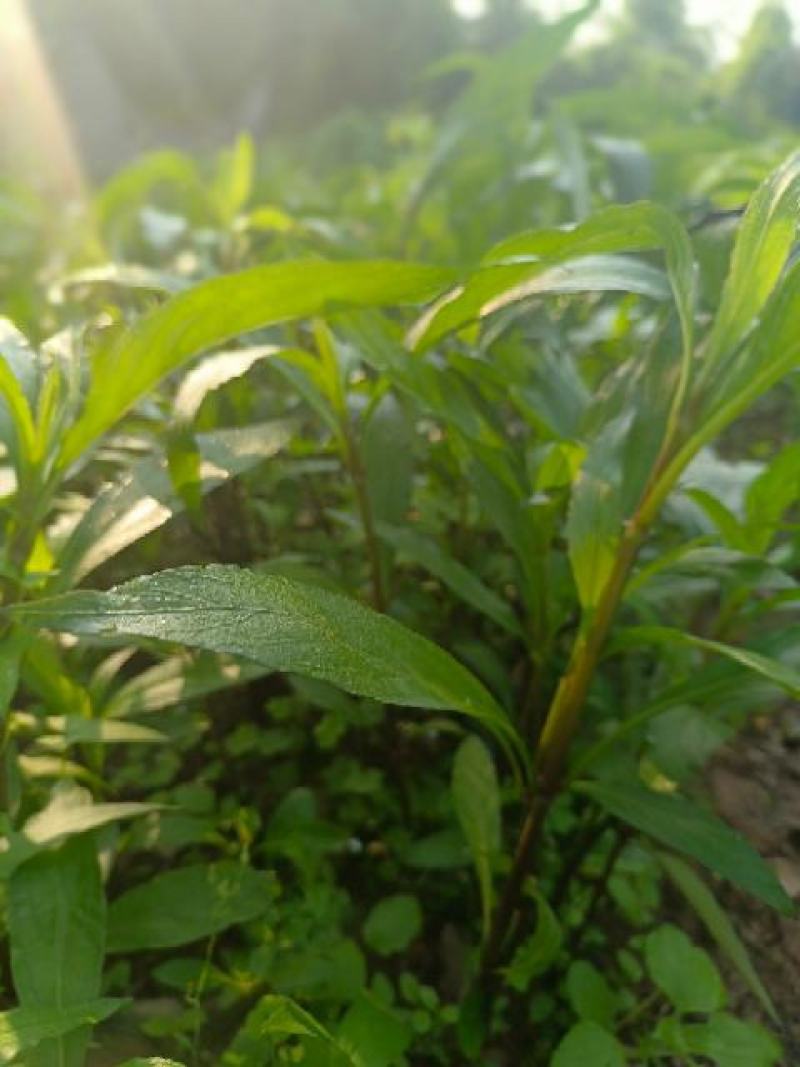 重庆永川田怡花卉翠芦莉，产地直供，欢迎选购