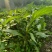 重庆永川田怡花卉翠芦莉，产地直供，欢迎选购