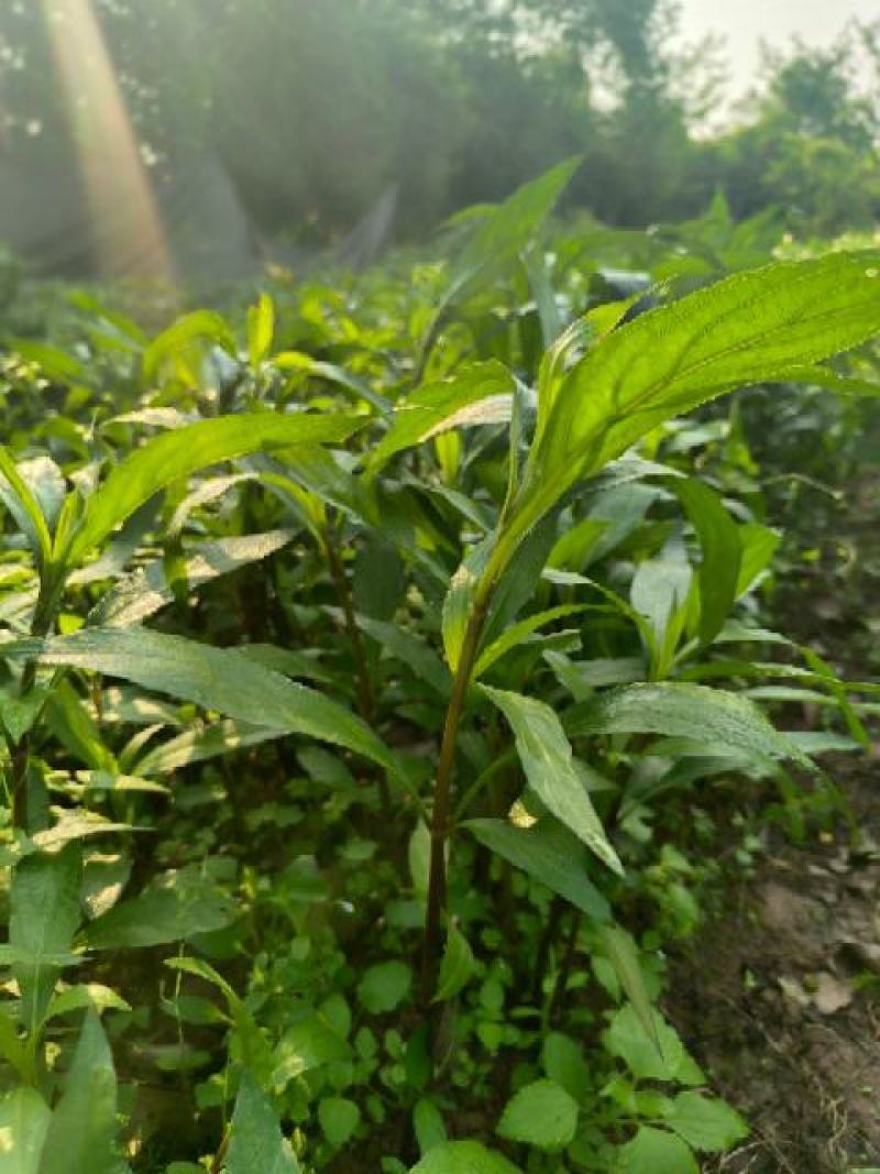 重庆永川田怡花卉翠芦莉，产地直供，欢迎选购
