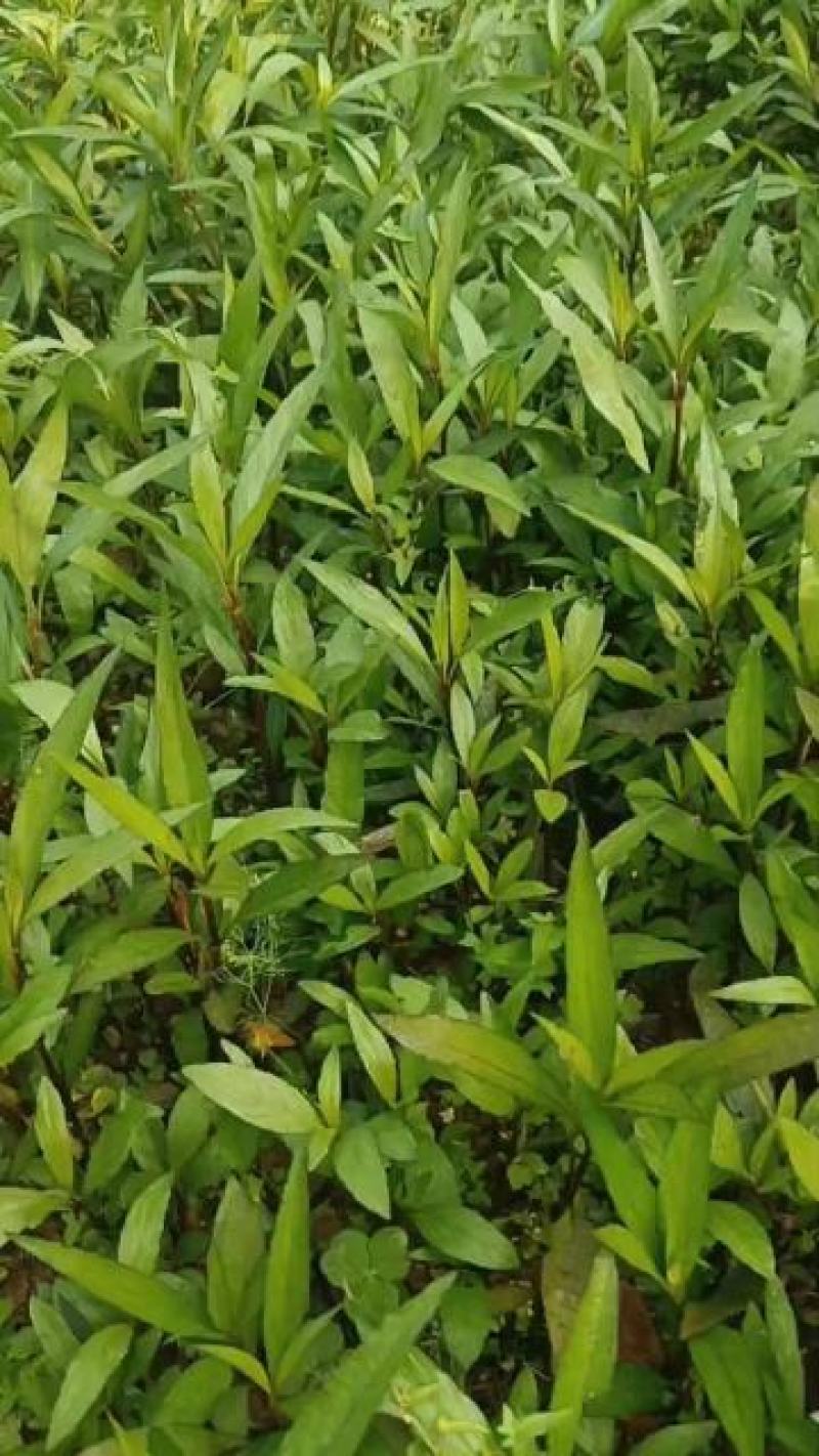 重庆永川田怡花卉翠芦莉，产地直供，欢迎选购
