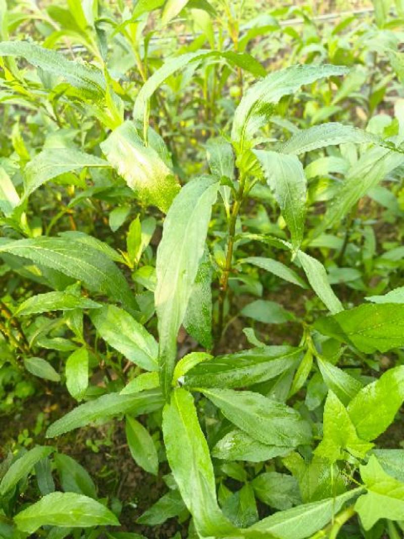 重庆永川田怡花卉翠芦莉，产地直供，欢迎选购