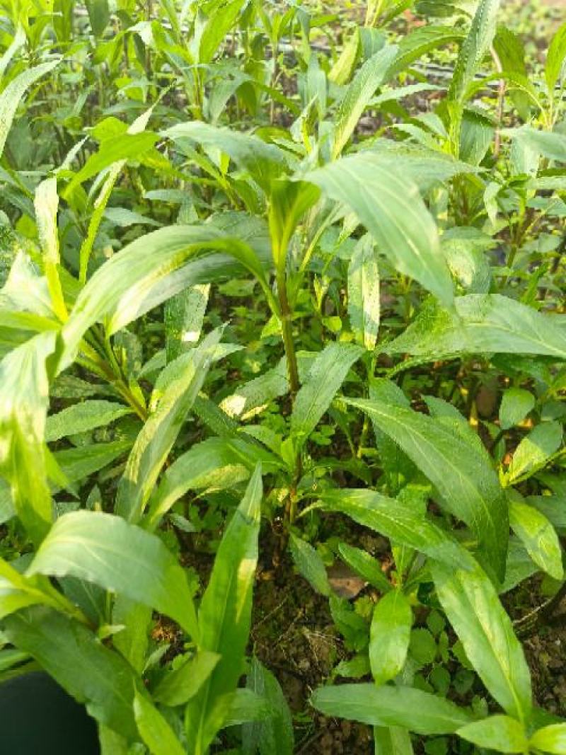 重庆永川田怡花卉翠芦莉，产地直供，欢迎选购