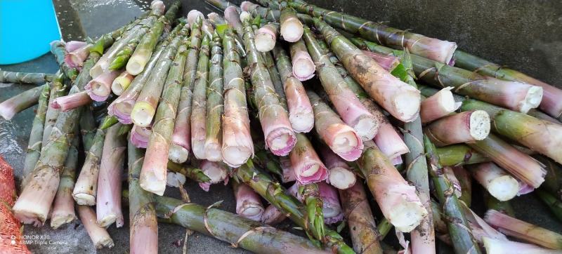 「好货」竹笋野山笋水竹笋支持一件代发量大从优