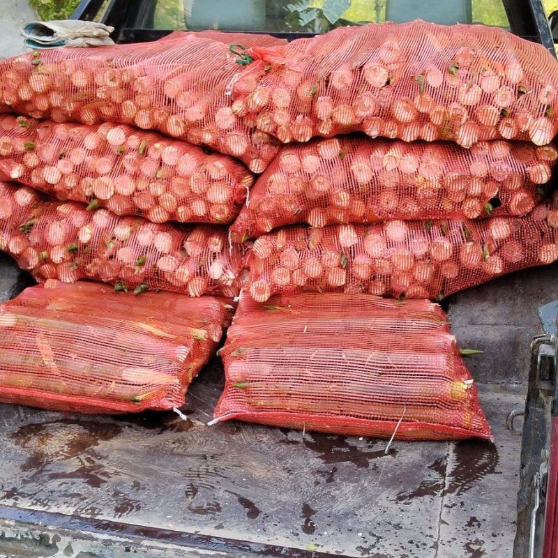 「好货」竹笋野山笋水竹笋支持一件代发量大从优