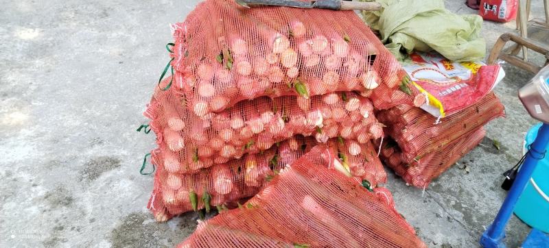 「好货」竹笋野山笋水竹笋支持一件代发量大从优