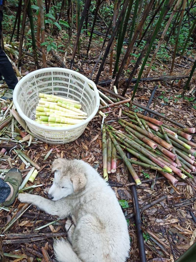 「好货」竹笋野山笋水竹笋支持一件代发量大从优