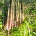 「好货」竹笋野山笋水竹笋支持一件代发量大从优