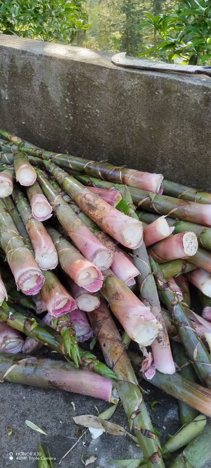 「好货」竹笋野山笋水竹笋支持一件代发量大从优