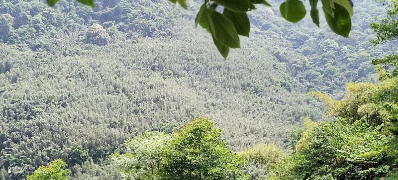 「好货」竹笋野山笋水竹笋支持一件代发量大从优