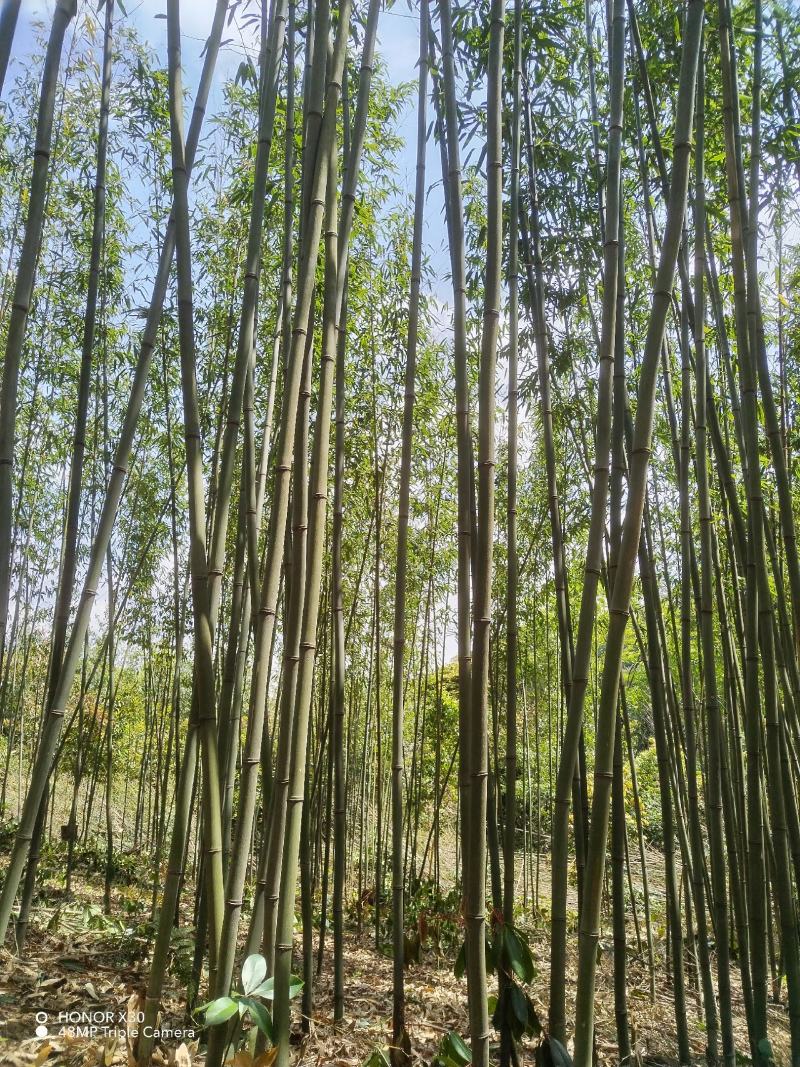 「好货」竹笋野山笋水竹笋支持一件代发量大从优