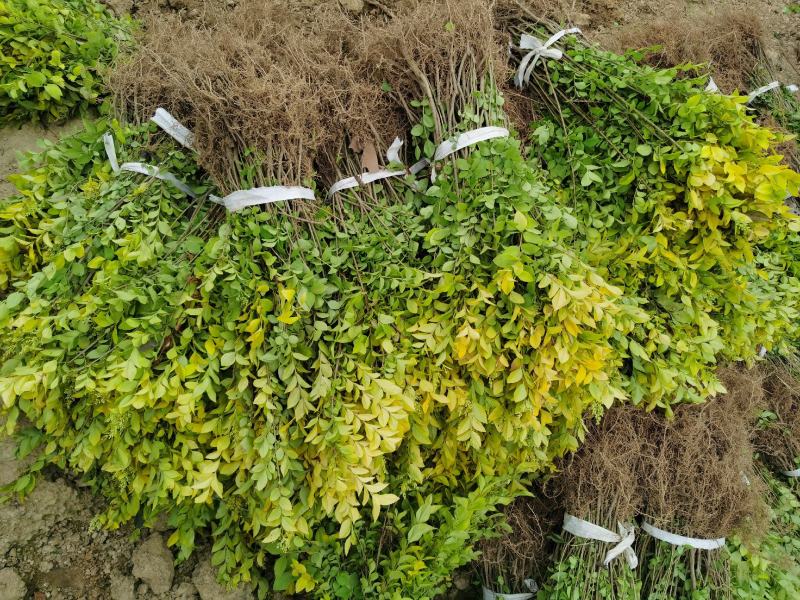 金叶女贞小苗高度40左右地栽2年苗农户自产自销