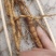 防己苗