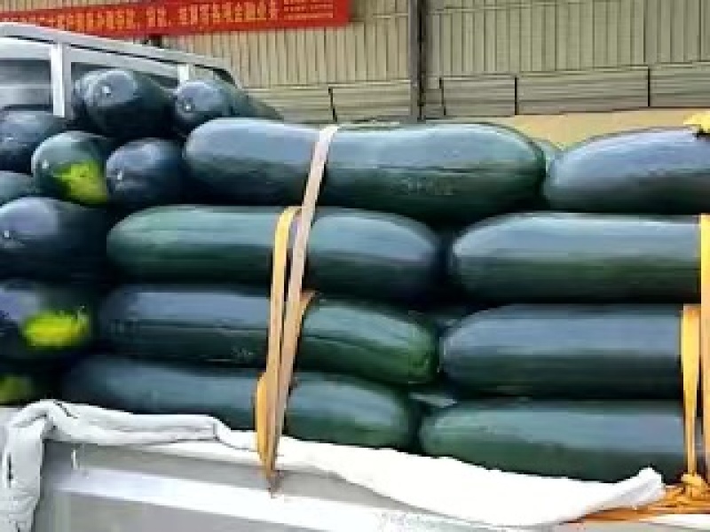 黑皮大冬瓜，产地直销，大量有货，保证质量